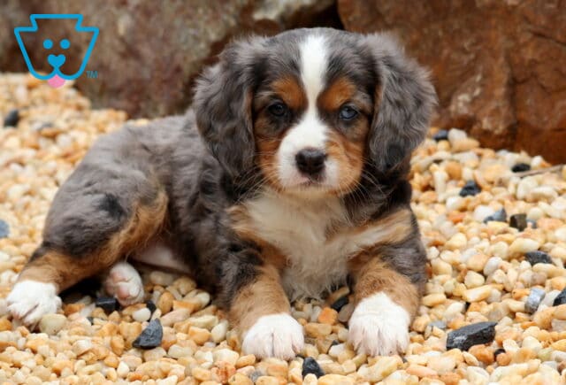 Keyla Mini Bernese2 image