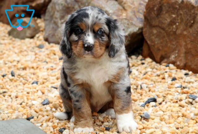 King MIni Bernese image