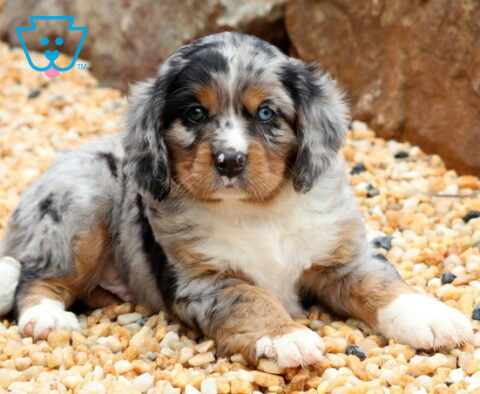 King MIni Bernese2
