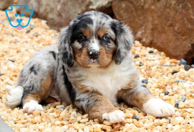King MIni Bernese2 image