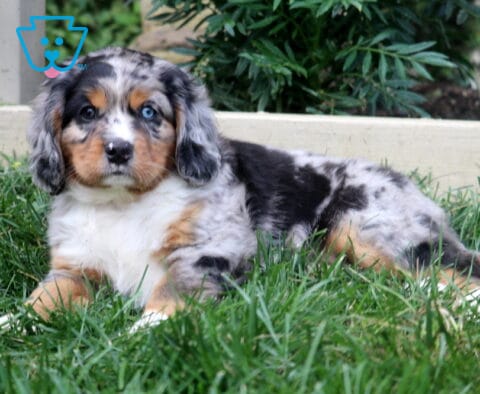 King Mini Bernese