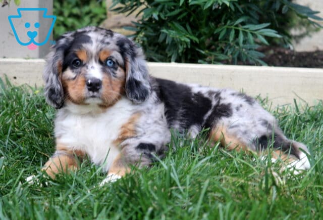 Blue merle Mini Bernese puppy with one bright blue eye, tan facial markings, and a fluffy white chest lying in the grass. image