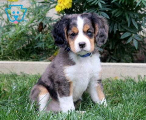 Kolby Mini Bernese