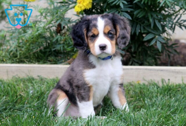 Blue merle Mini Bernese puppy with tan accents and a fluffy white chest sitting in the grass in front of a flower garden. image