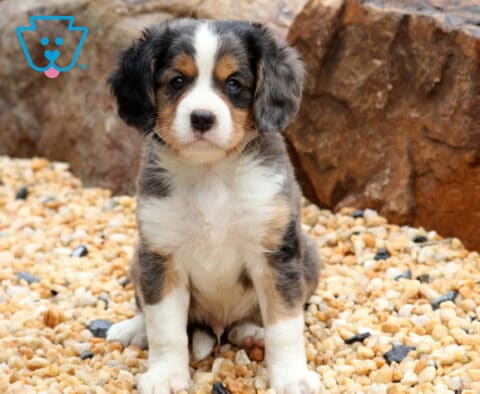 Kolby Mini Bernese
