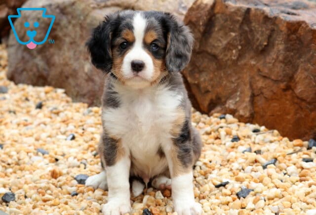 Kolby Mini Bernese image