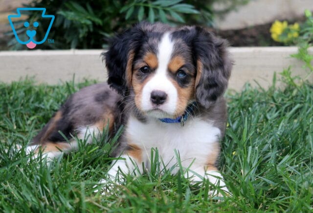 Mini Bernese puppy with a soft merle coat, tan eyebrows, white blaze, and fluffy white paws lying comfortably in the green grass. image