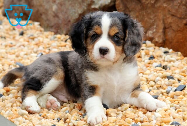 Kolby Mini Bernese2 image