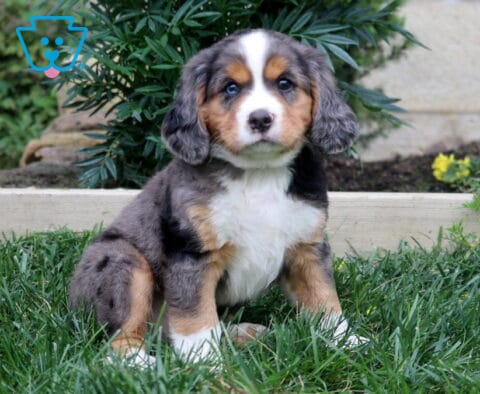 Kyle Mini Bernese