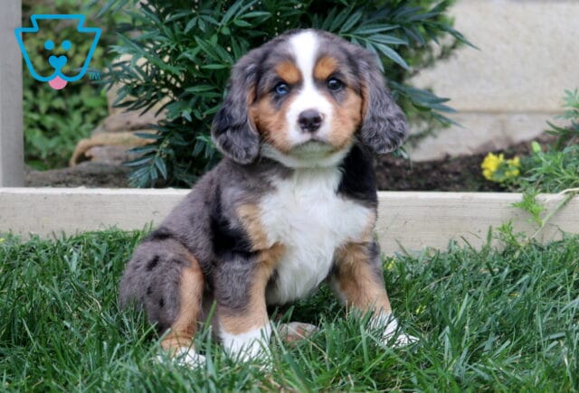 Kyle Mini Bernese image