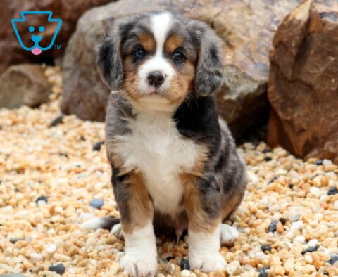 Kyle Mini Bernese