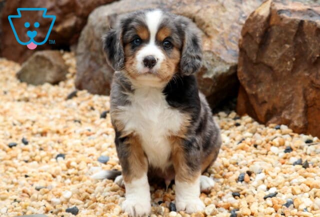 Kyle Mini Bernese image