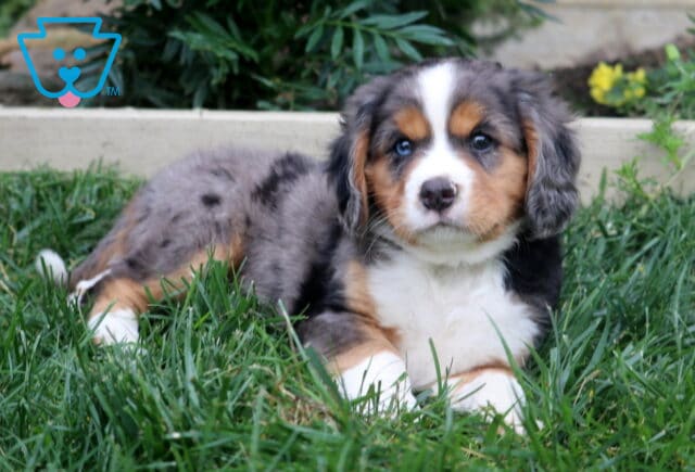 Kyle Mini Bernese2 image