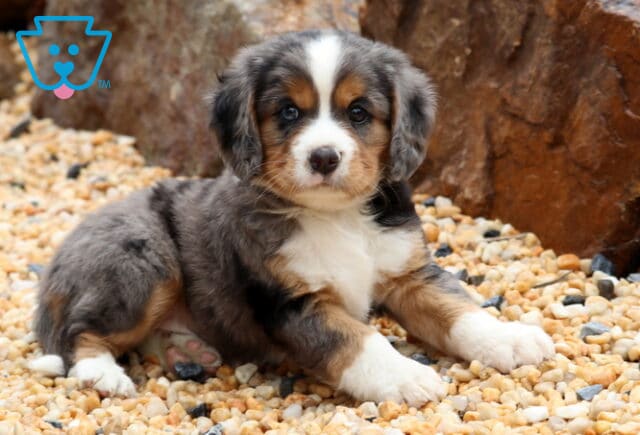 Kyle Mini Bernese2 image