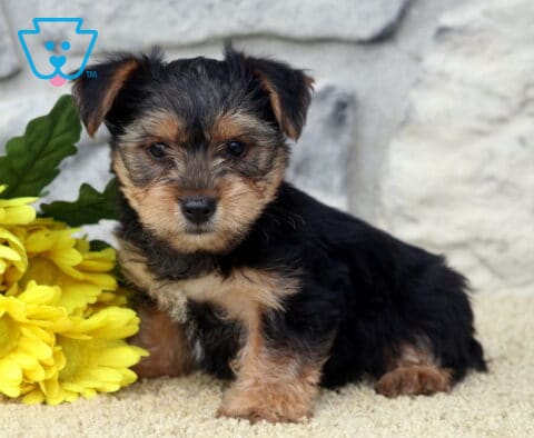 Lance Yorkie
