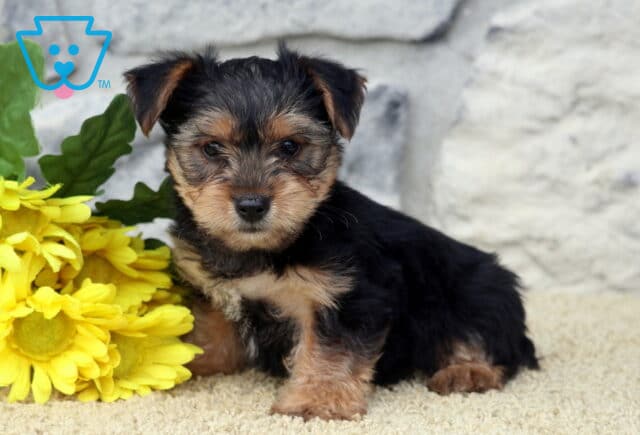 Lance Yorkie image