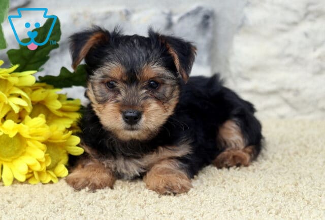 Lance Yorkie2 image