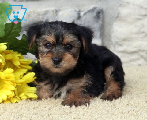 Landon Yorkie