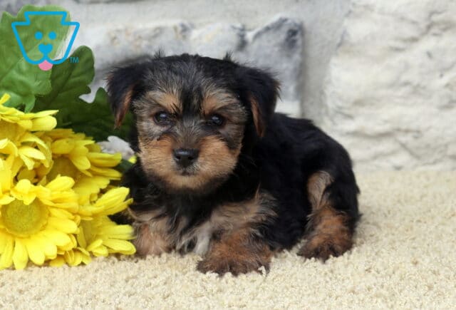 Landon Yorkie image