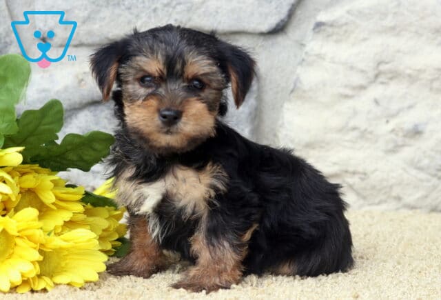 Landon Yorkie2 image