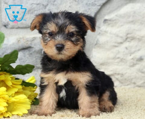 Leo Yorkie