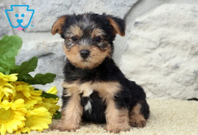 Leo Yorkie image