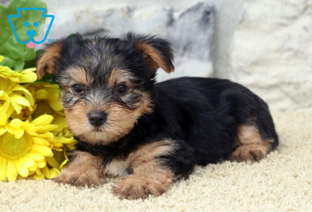 Leo Yorkie2 image