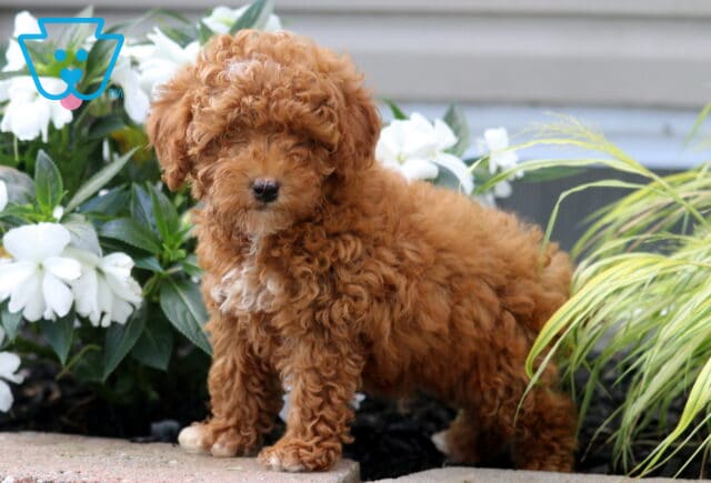 Liam Mini Poodle image