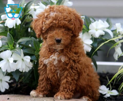 Liam Mini Poodle2