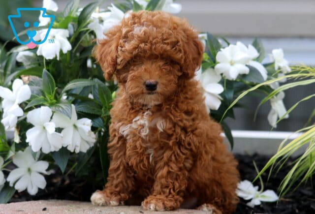 Liam Mini Poodle2 image