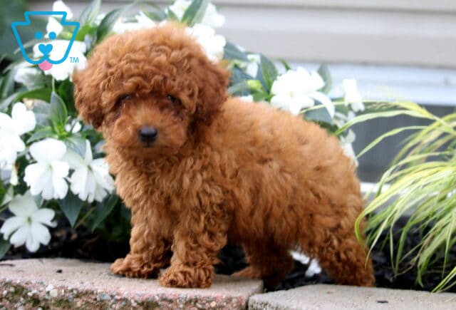 Fluffy apricot Mini Poodle puppy standing on a stone garden border surrounded by white flowers and ornamental grass. image