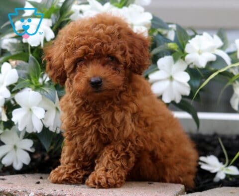 Lilo Mini Poodle2