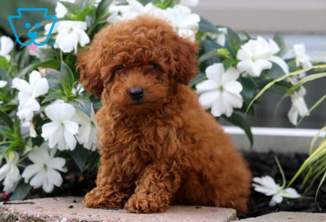 Red Mini Poodle puppy sitting on a stone ledge surrounded by bright white garden flowers and soft green foliage. image