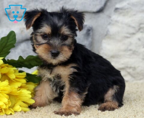 Ljay Yorkie