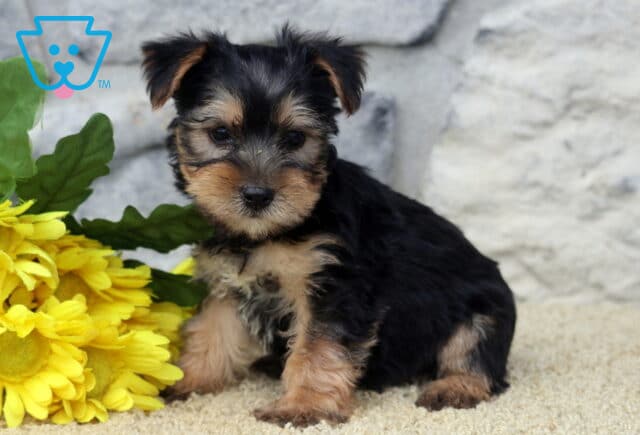Ljay Yorkie image
