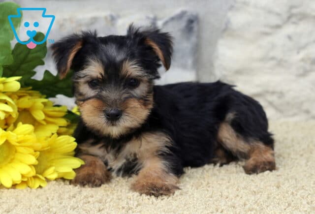 Ljay Yorkie2 image