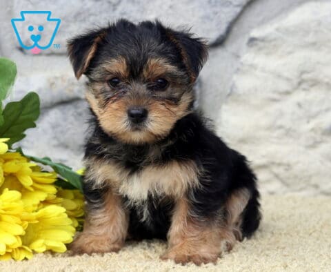 Lola Yorkie
