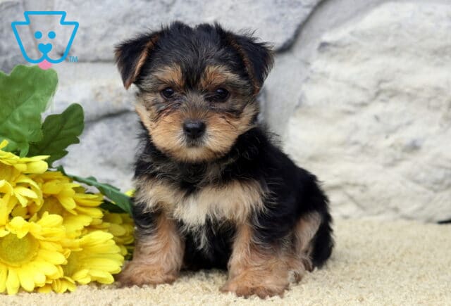 Lola Yorkie image