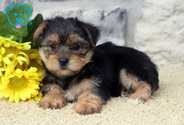 Lola Yorkie2 image