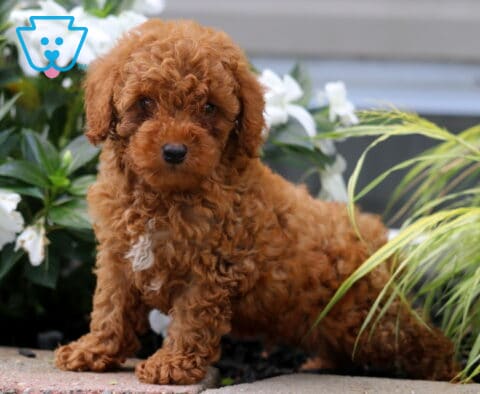 Lucky Mini Poodle