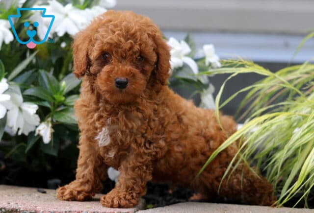 Lucky Mini Poodle image