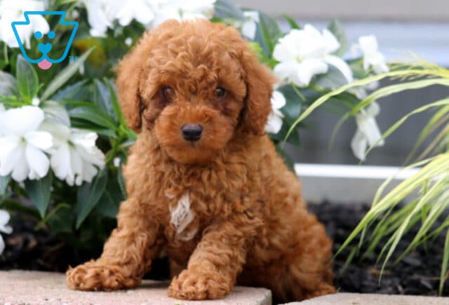 Lucky Mini Poodle2 image