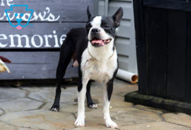 Macey Boston Terrier Crist Lapp image