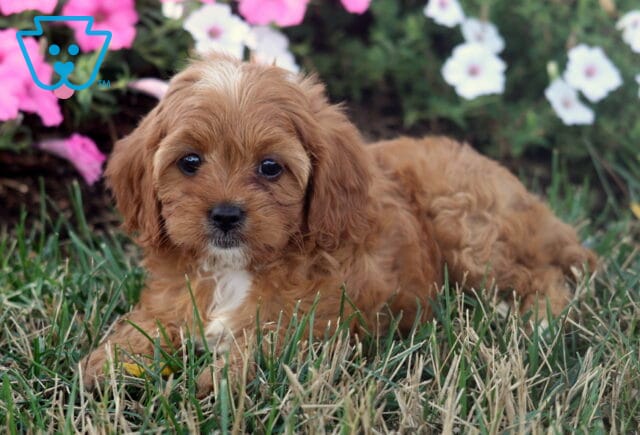 Maggie Cavapoo image