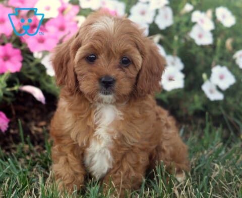 Maggie Cavapoo2