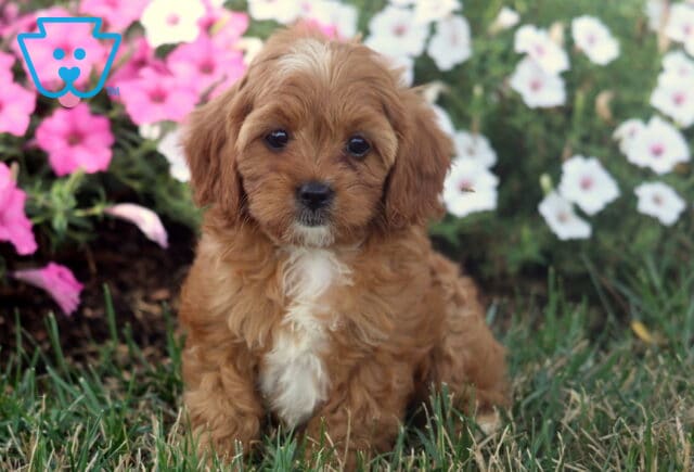 Maggie Cavapoo2 image