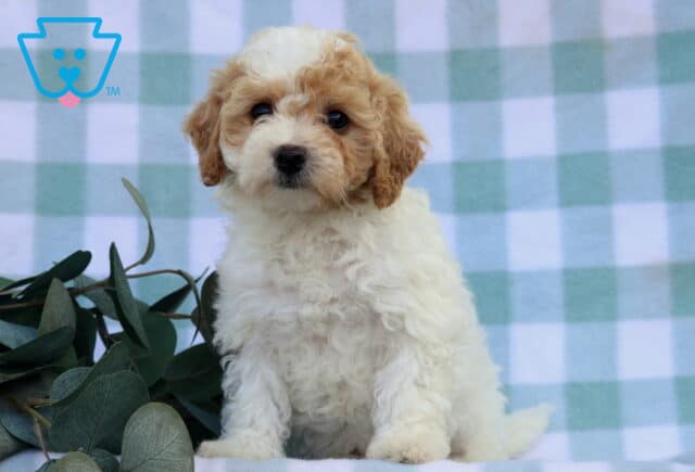 Makayla Bichpoo image