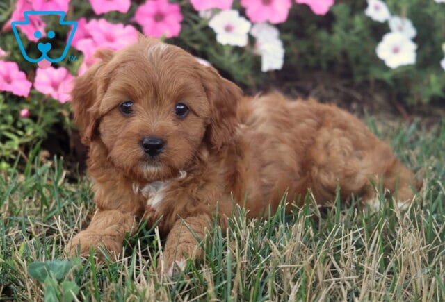 Maple Cavapoo image