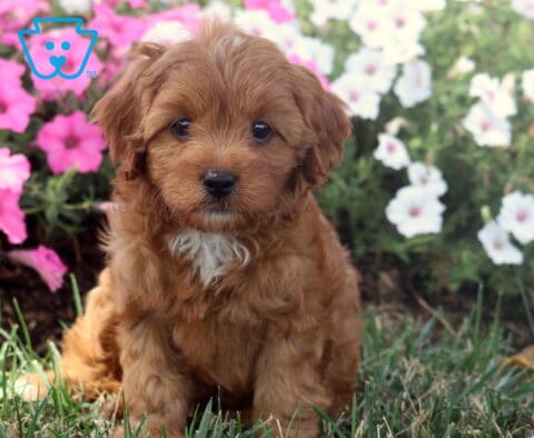Maple Cavapoo2
