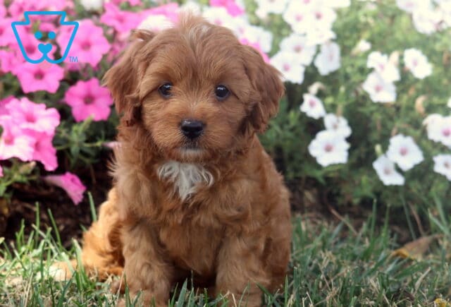 Maple Cavapoo2 image